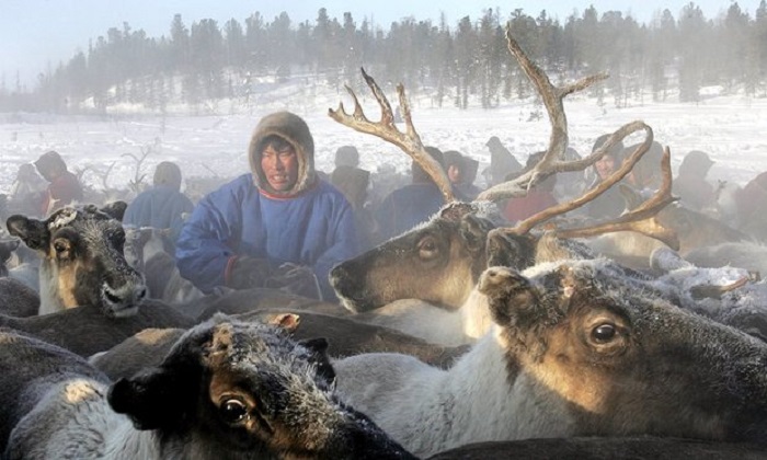 Nightmare before Christmas: Siberia plans to cull 250,000 reindeer amid anthrax fears